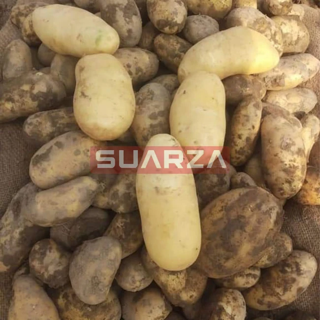 Fresh Potato New Crop Wholesale Price white mozika long shape potato supplier from Pakistan at low prices