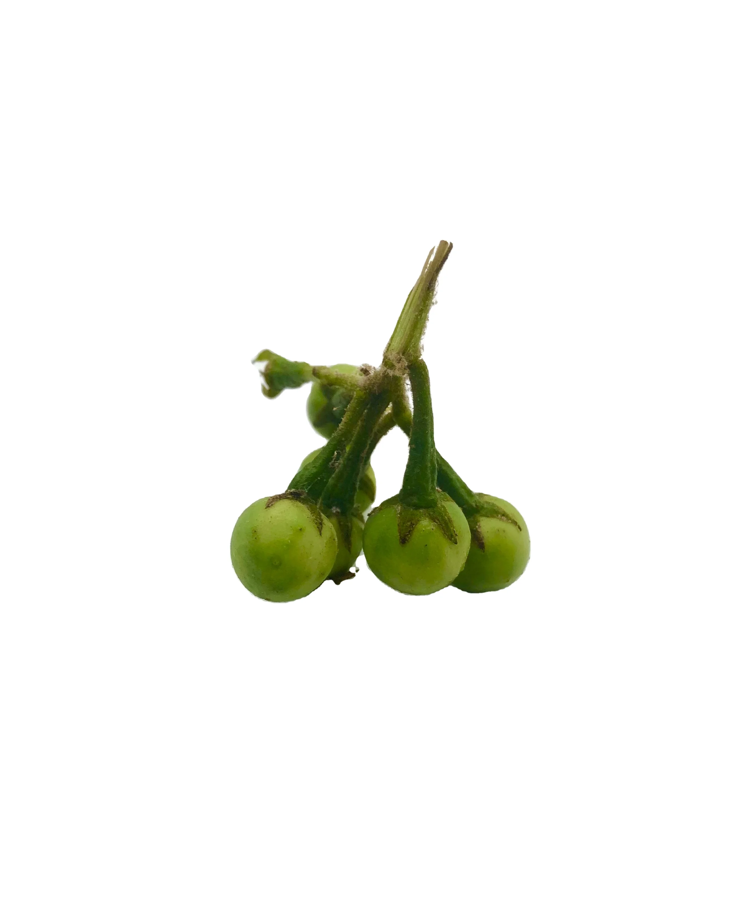 High Premium Quality Export Standard Fresh Vegetable Green Pea Eggplant for Sale