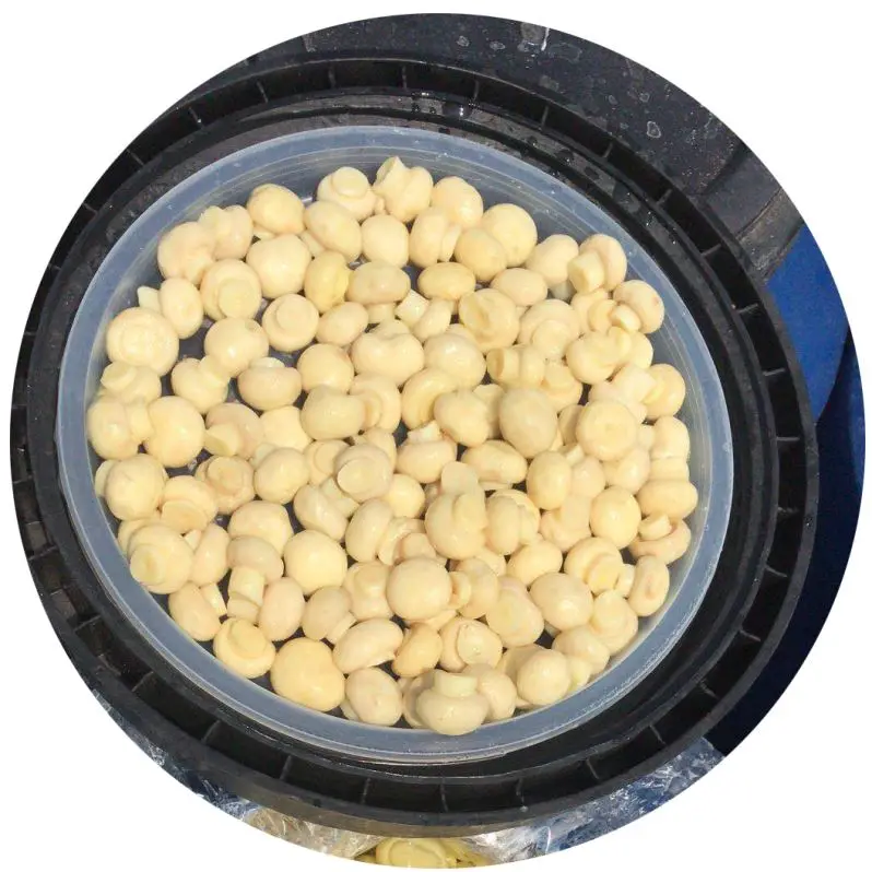 
Mushroom agaricus in converse 