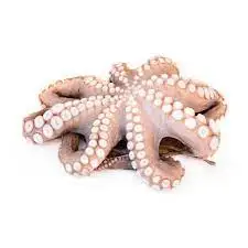 Frozen Whole Cleaned Baby Octopus with Cheap Price