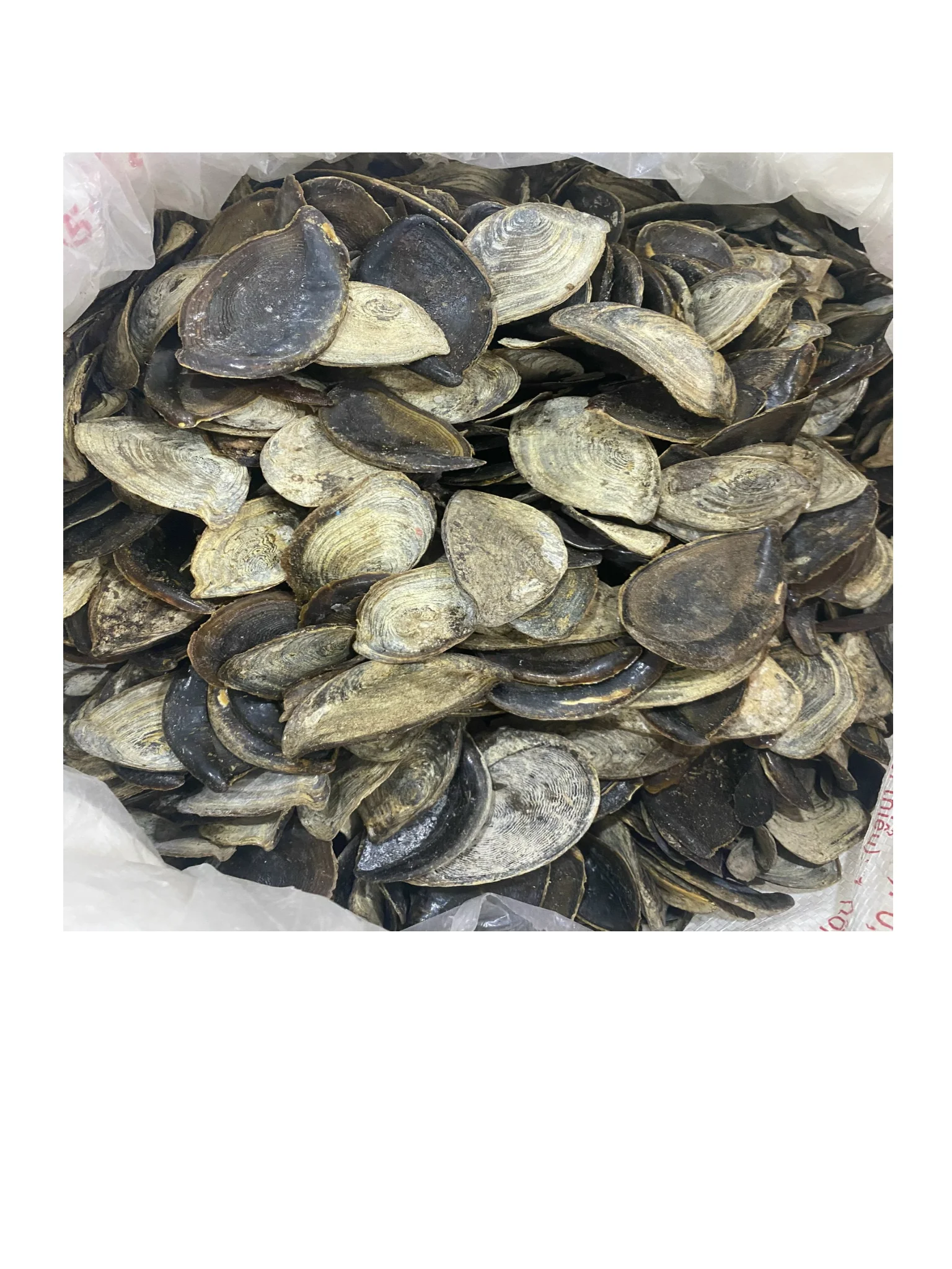 Морская раковина мурекс-оперкулум по лучшей цене из Вьетнама дешевле