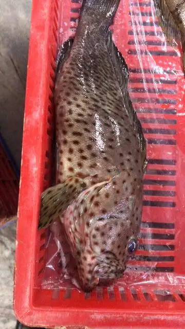 Top quality Reefcod from