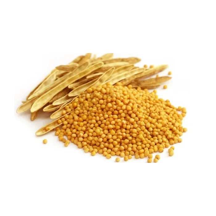 Best Price High Quality Export Oriented Organic Yellow Mustard Seeds Wholesale Cheap Price From Bangladesh