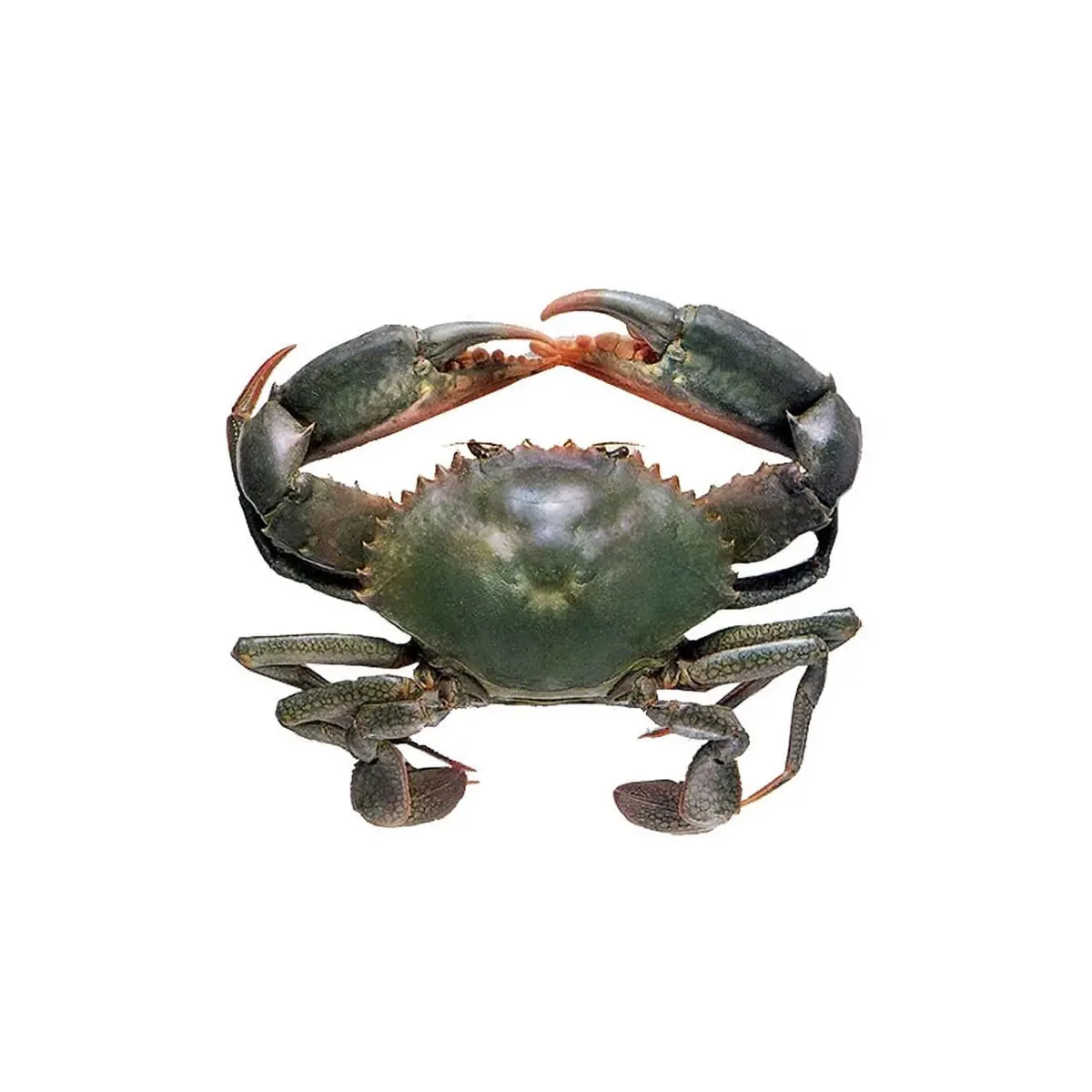 Высококачественный свежий Краб/живой грязевой Краб зеленого цвета для морепродуктов