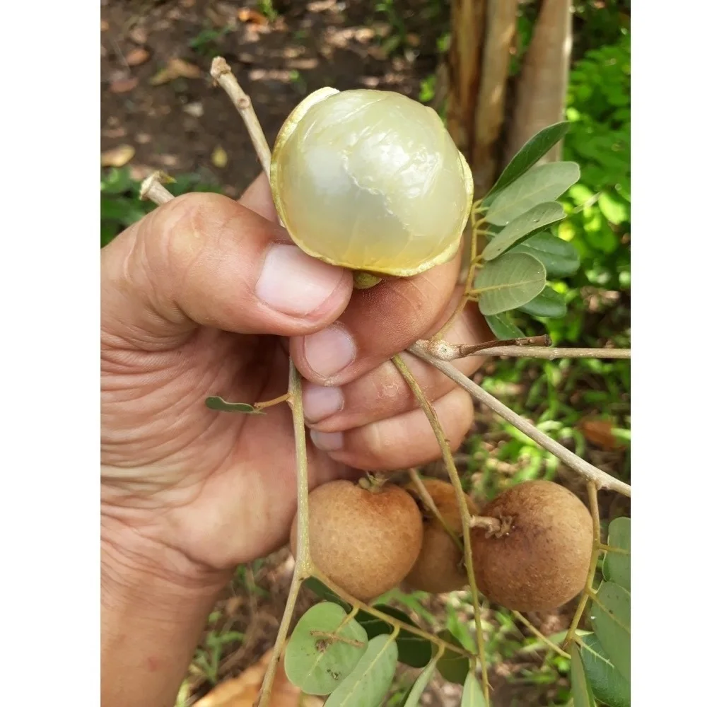 Good Quality Healthy Organic Tropical Thick and Brittle white Fresh Ripe Dimocarpus Longan Fruit exported from Vietnam