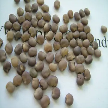 New crop Guar seed Whole Raw Guar seed High Quality Natural Guar seed