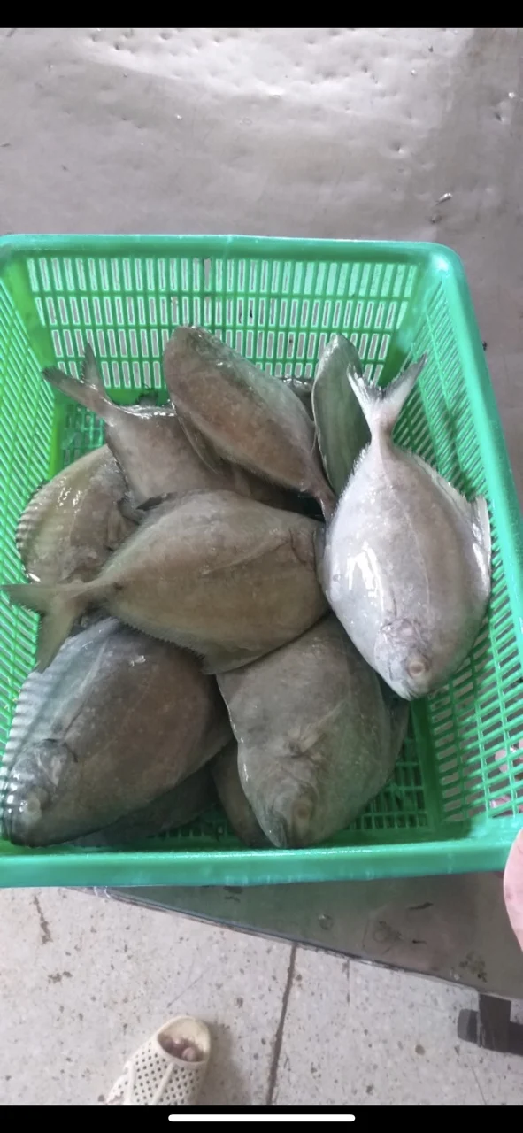 High Quality Frozen Black Pomfret from Vietnam with best price(ThaiLien company, Ms Fiona +84908794118)