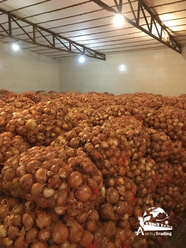 Red, White and Yellow Onion Best Quality for sale healthy food great quality fresh onion