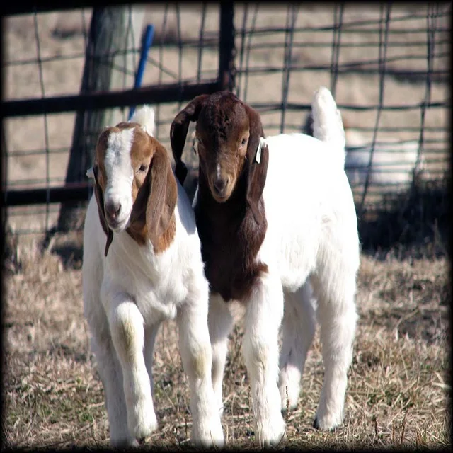 
boer goat 