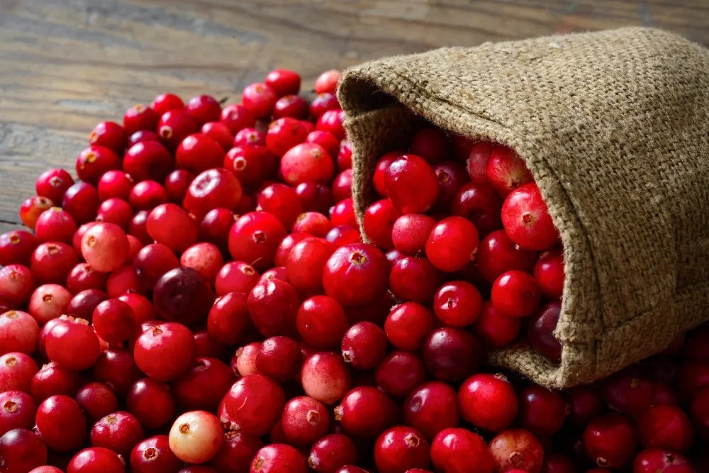 100% Organic Cranberry Extract 10%-50% Proanthocyanidins Cranberry Extract Powder bulk Bulk Price
