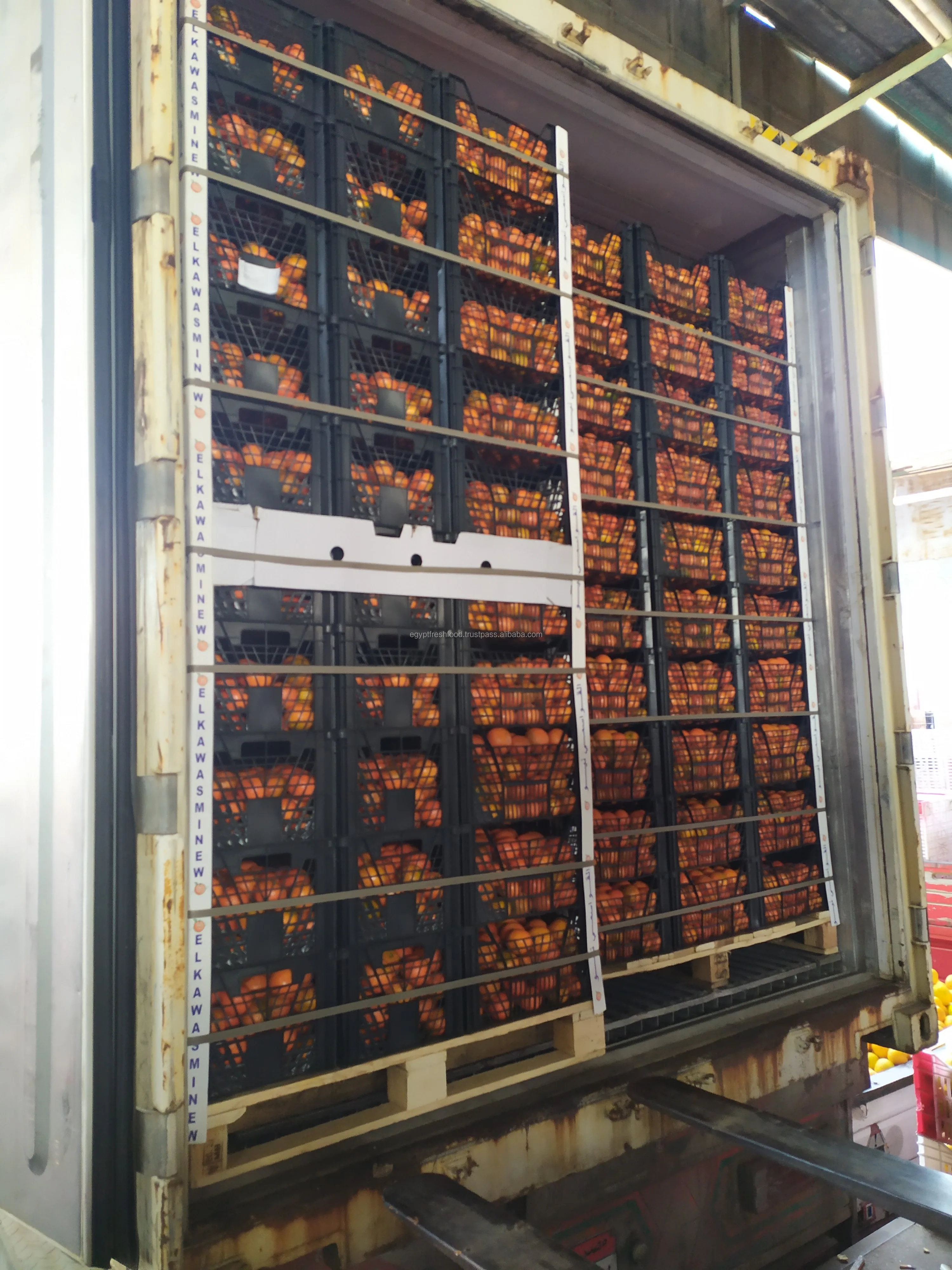 
Best quality Citrus from Egypt , Fresh crop , mandarin 