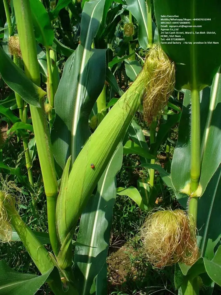BEST PRICE NATURALLY SWEET FROZEN BABY CORN FOR FOOD FROM AGENAS CO.LTD IN VIET NAM