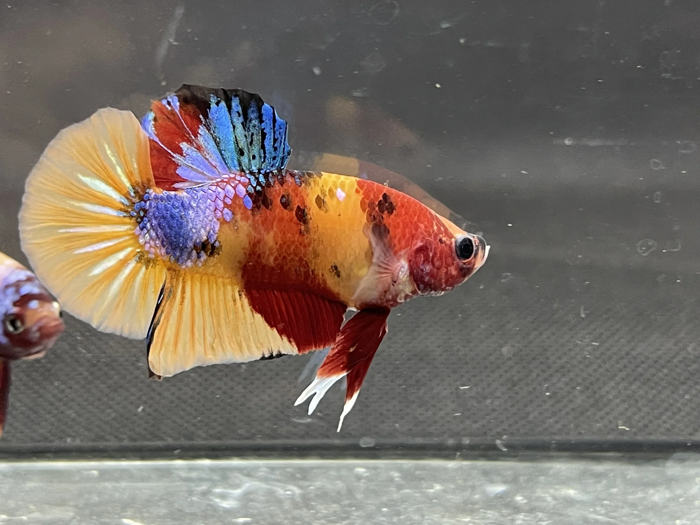 HMPK YELLOW NEMO BETTA FISH - Multicolor Thailand Betta Fish Premium Quality Plakat Siamese Fighting Fish Ornamental Aquariums