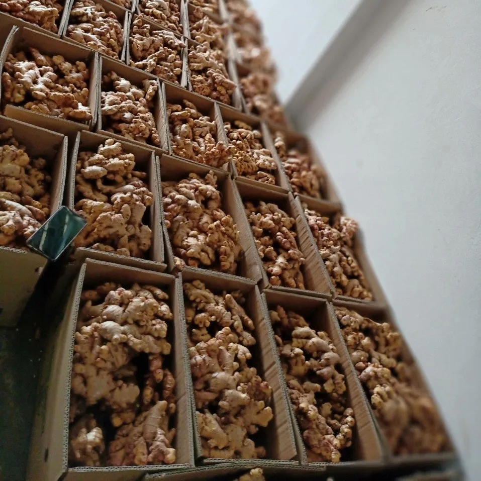  Пряный Вьетнам высокое качество-свежий имбирь по хорошей цене Урожай 2021