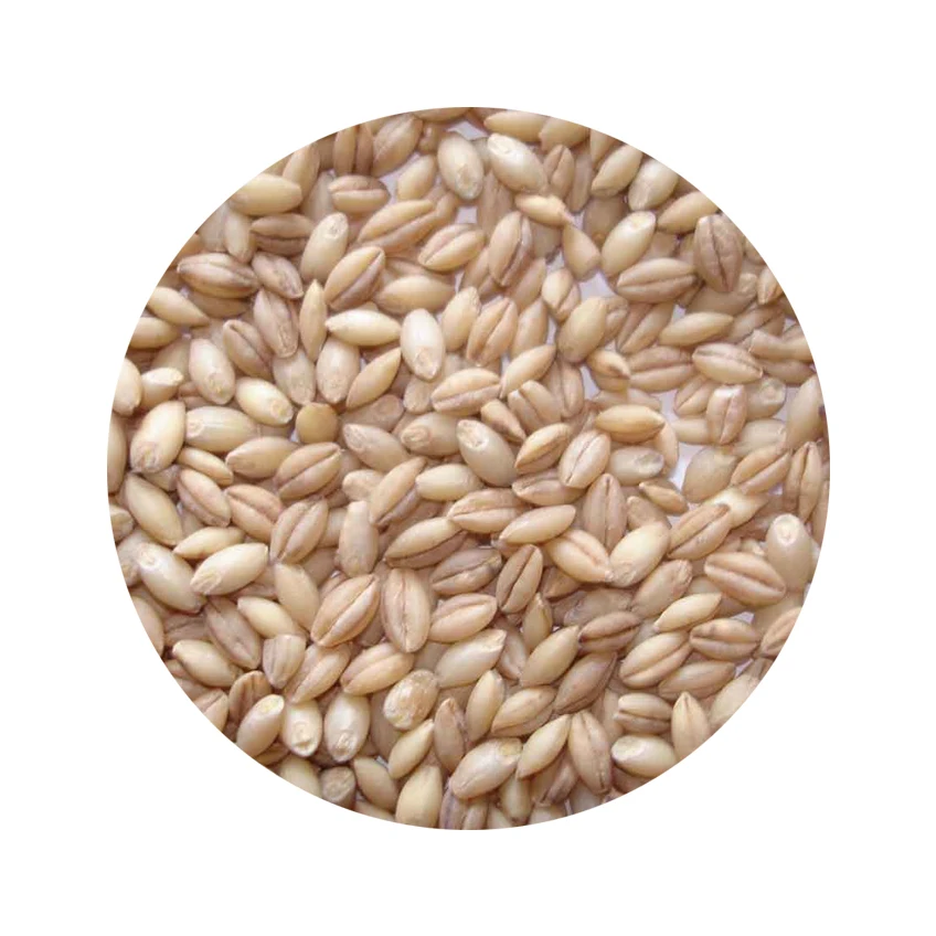
Natural Organic Raw Bulk Russian Origin Barley For Human Consumption 