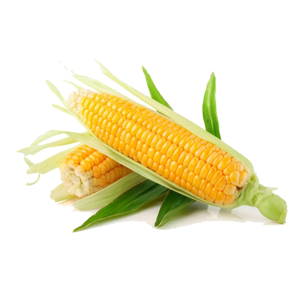 
Fresh Corn From Vietnam 