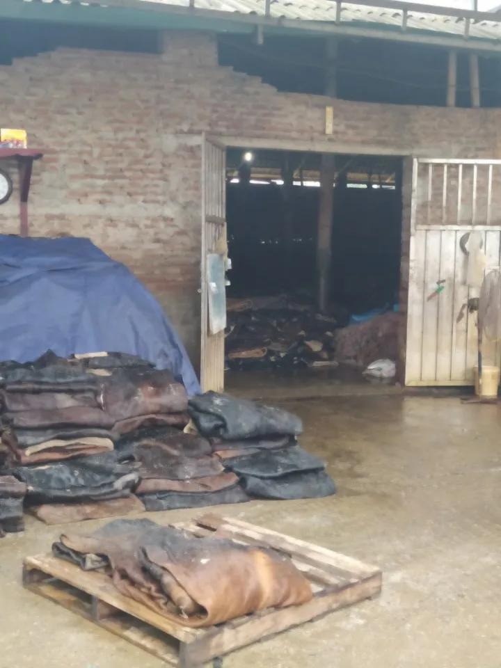 Wet salted cowhide  sale 2021