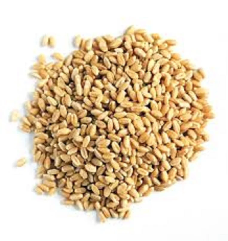 CHEAP BEST GRADE WHEAT UKRAINE WHOLESALE