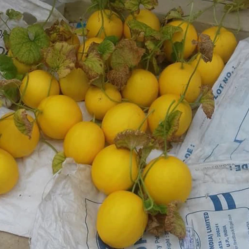 
Fresh Golden Canary Melon High quality from Vietnam 