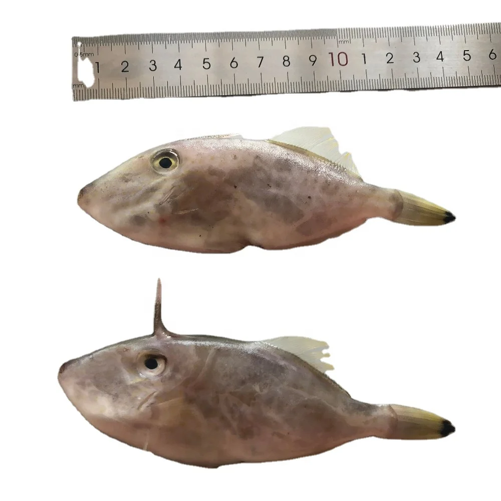 Supplying Frozen Leather Jacket Fish