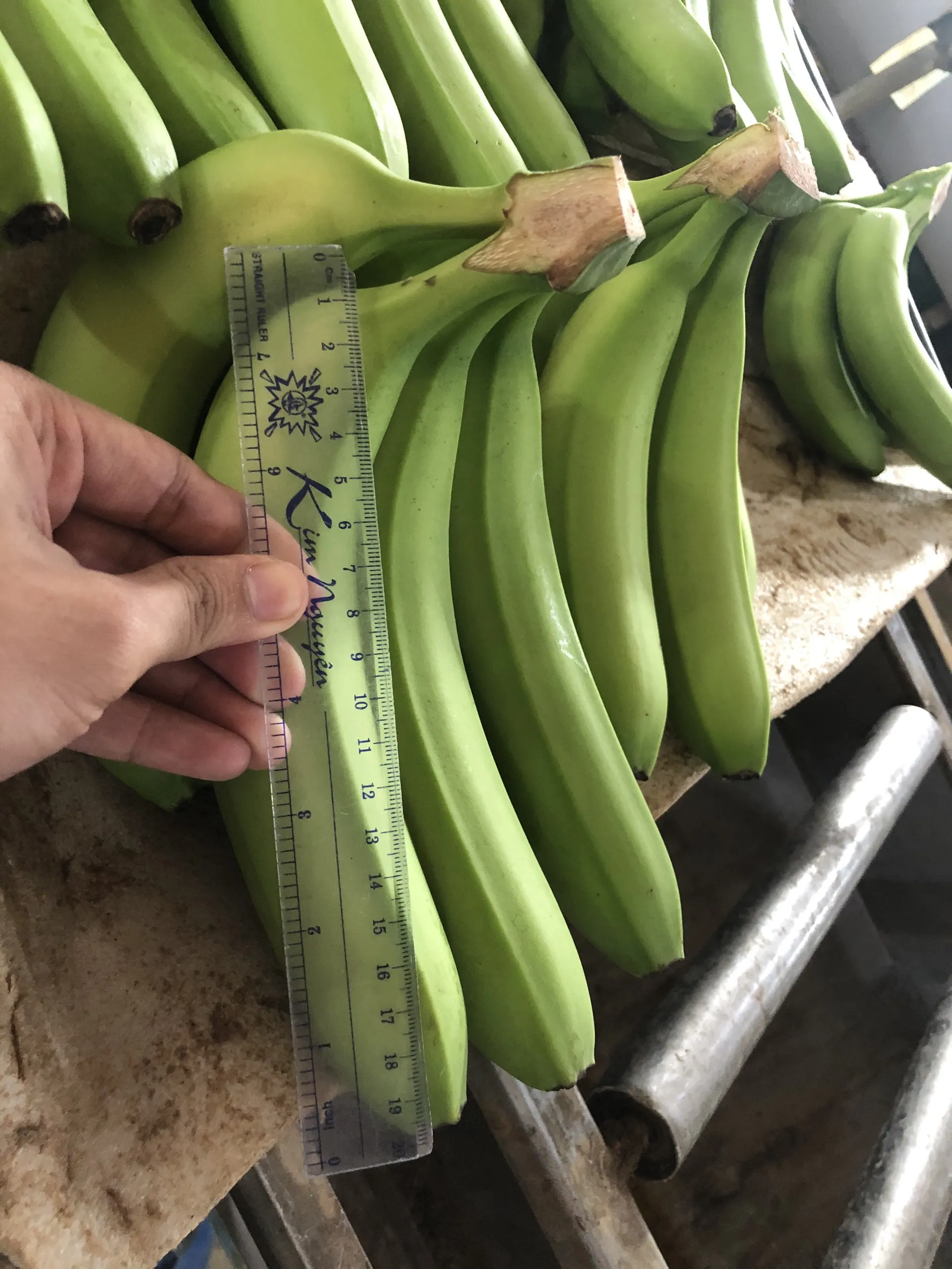Fresh green cavendish banana for the cheapest