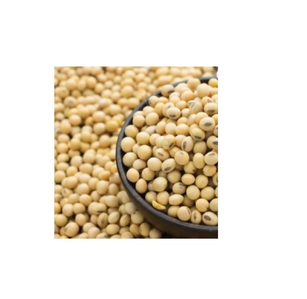 Non Gmo Fresh SOYBEAN High Quality Ready to Ship