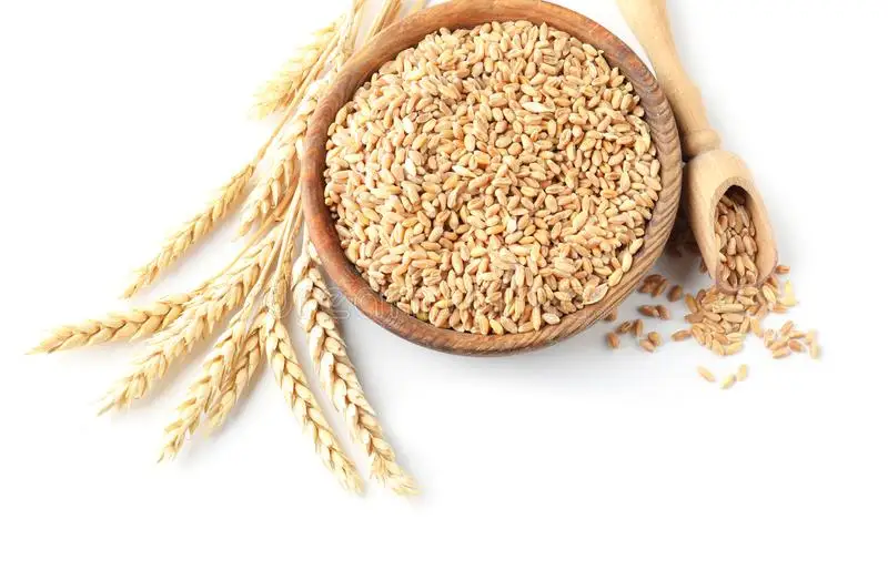 Кормовой ячмень