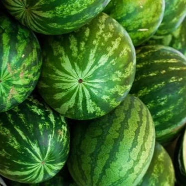 
Natural Fresh Water Melon 