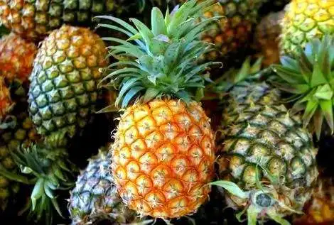 Fresh Pineapple 5