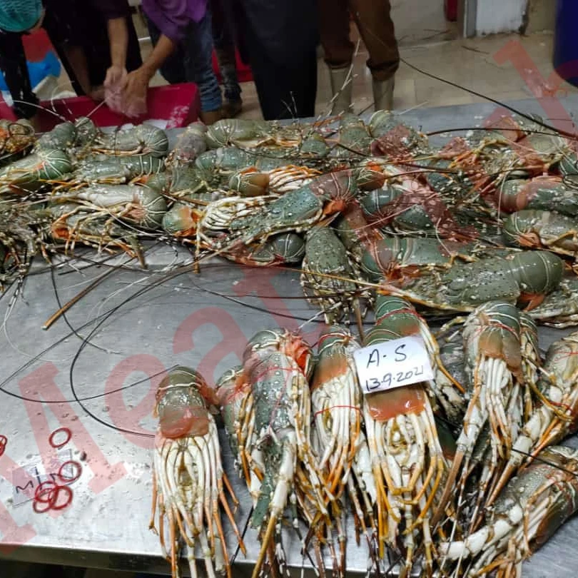 Lobster /Spiny Lobster/ Frozen Spiny Lobster