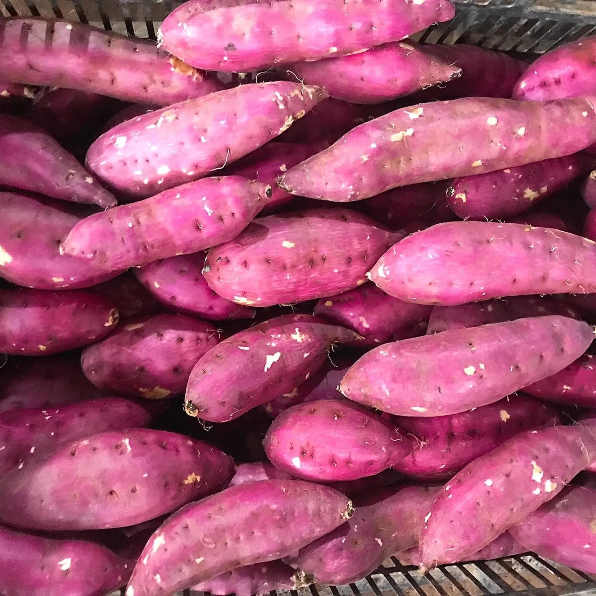 Новое культивирование свежих овощей-сладкий картофель большого размера