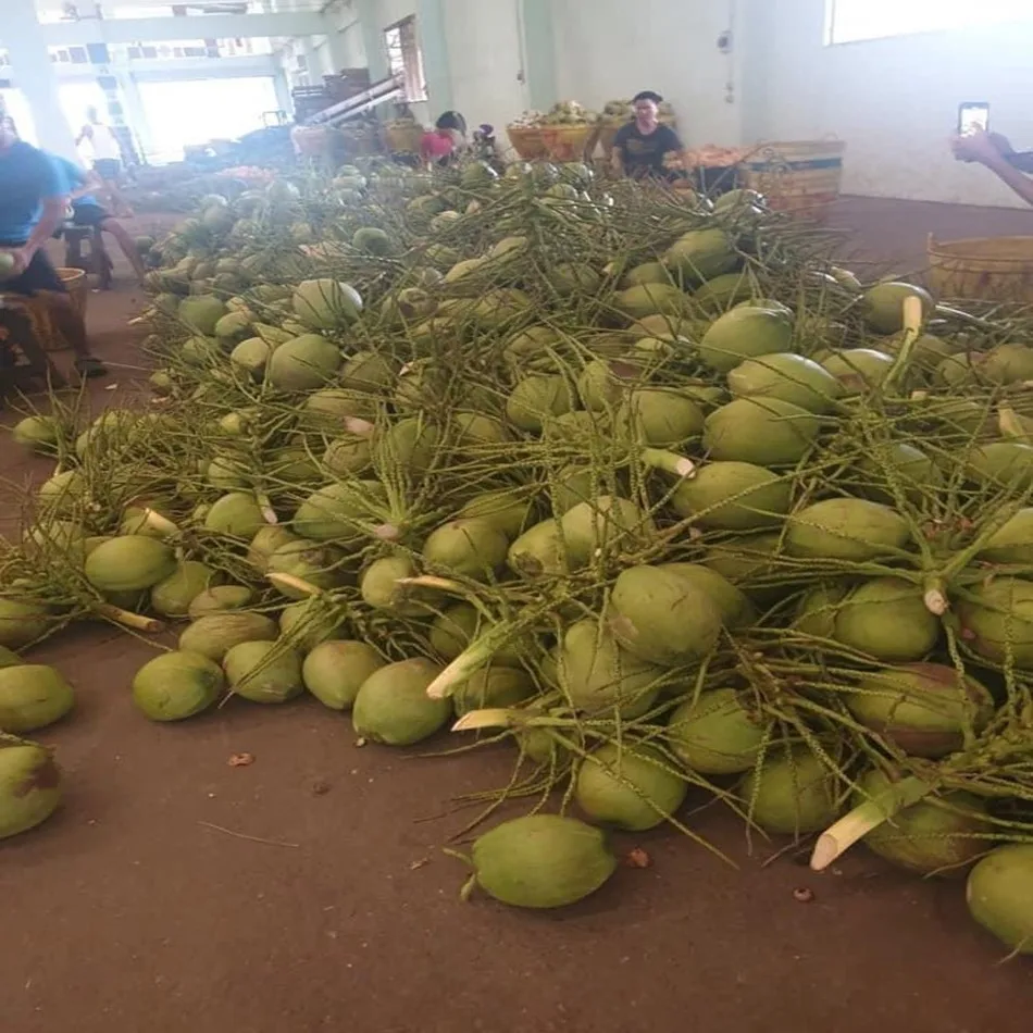 
Green Sweet Fresh Fruit 1kg WHOLE Shell Fresh Young Coconut From Thailand 
