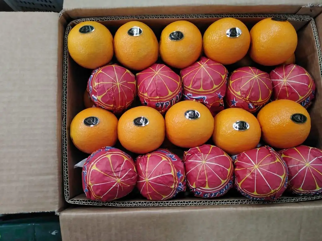 Premium quality Egyptian fresh Healthy Natural Baladi Orange 15 kg Carton box  for juices