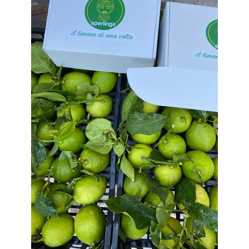 High quality Verdello 100% Made in Italy Sicily Organic Green Fresh Lemons with Leavesgreen 15kg box ready to ship