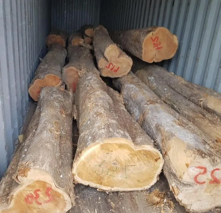 Beech Wood Logs and Lumber/Oak Wood Logs
