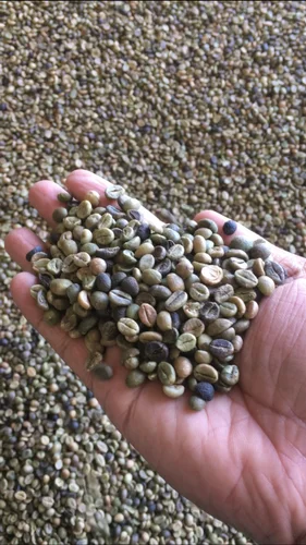 Robusta Cherry Bulk Green Coffee Bean Commercial grade unwashed raw beans from Coorg plantation