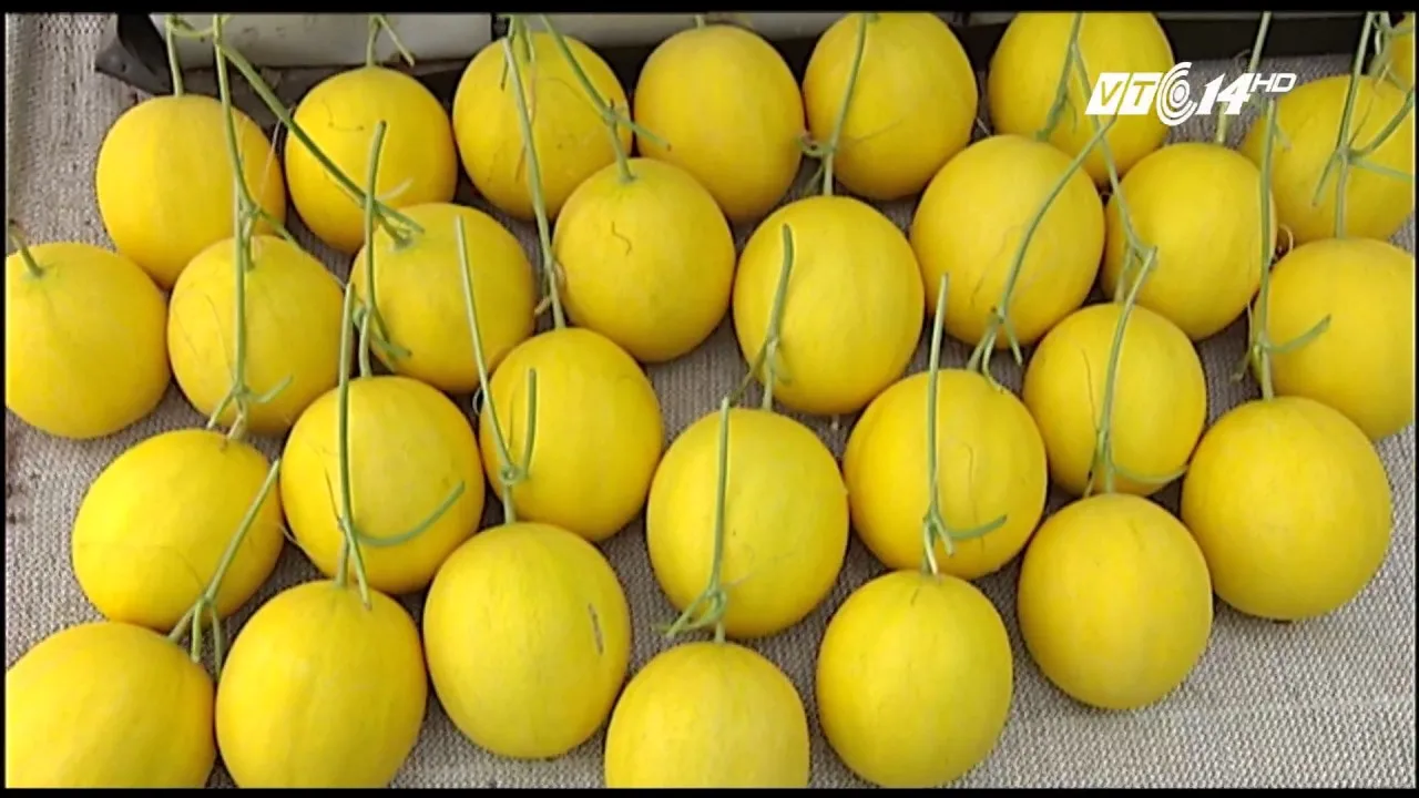 Best Selling High-quality Sweet Yellow Canary Melon cheap price High quality from Seller in Vietnam buy now