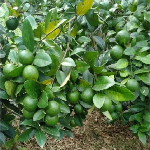 Зеленый лайм сделано во Вьетнаме свежий зеленый без косточек извести Вьетнам Лайм