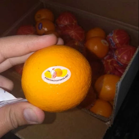 navel oranges