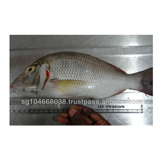 FROZEN EMPEROR FISH Max Custom Sea KOSHER Scaled Removed Emperor Whole Gutted Scale Off Frozen Fish Wholesale From Singapore