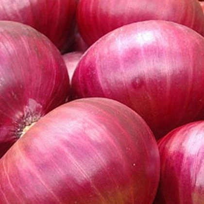 Round Fresh Red Onions.jpg