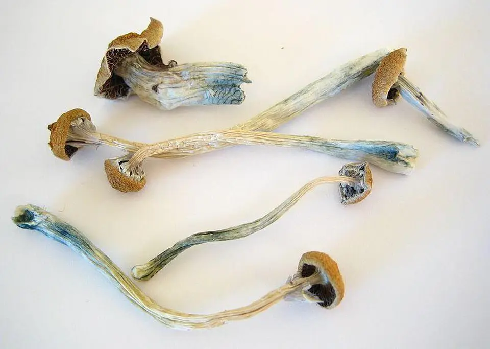 Magic Mushrooms Price Dried Black Morel Mushroom