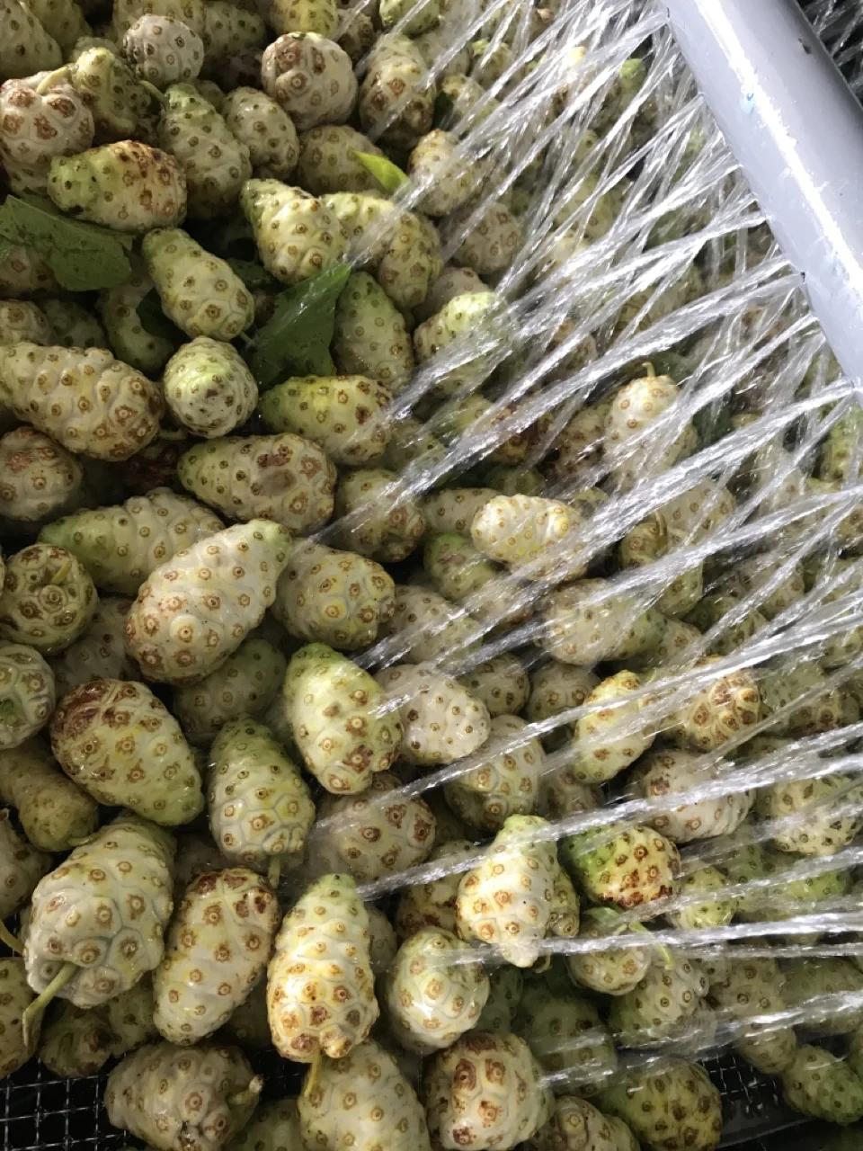 Хороший вкус от производителя насыпной фруктовый сок Noni для продажи/100% органический