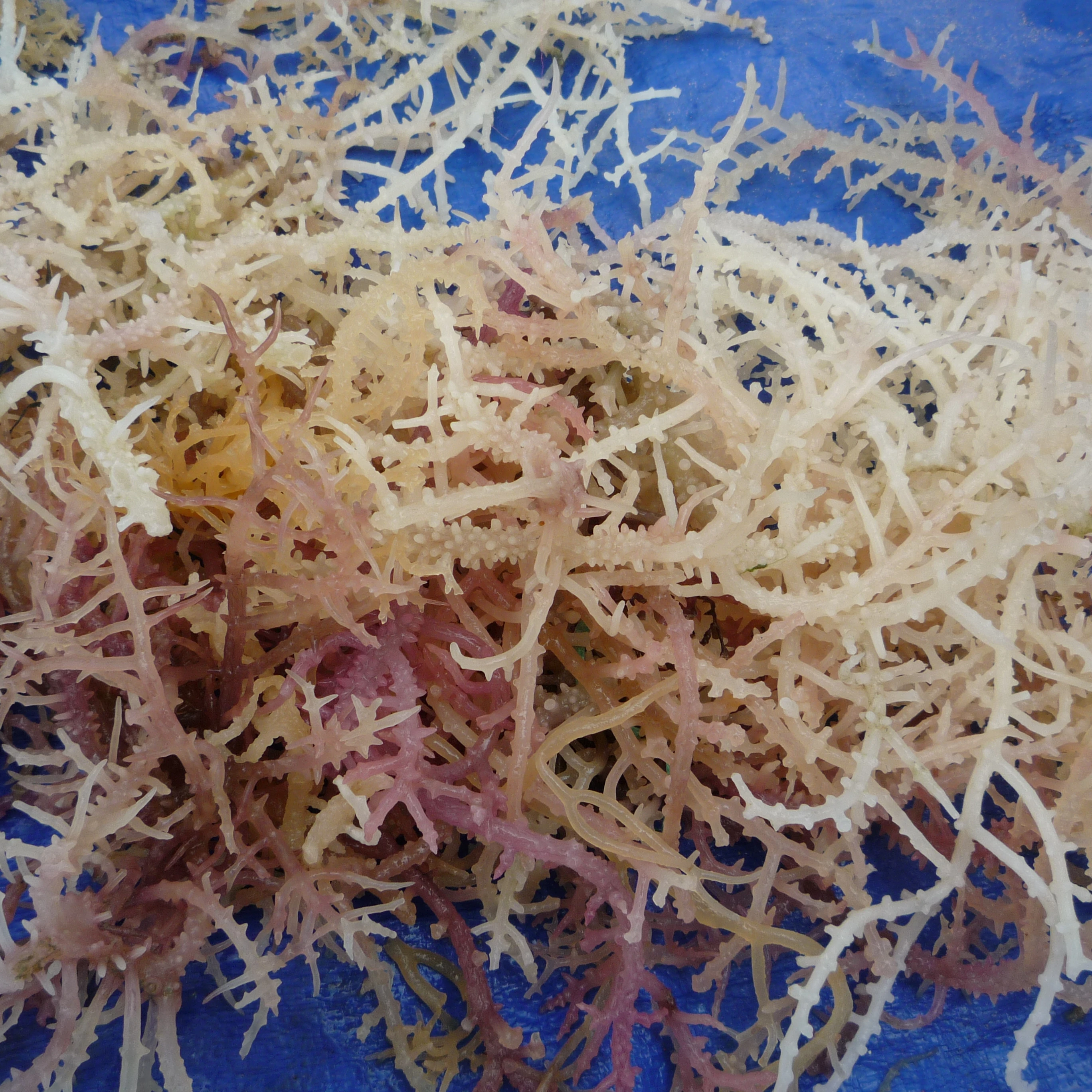 Водоросли из вьетнама