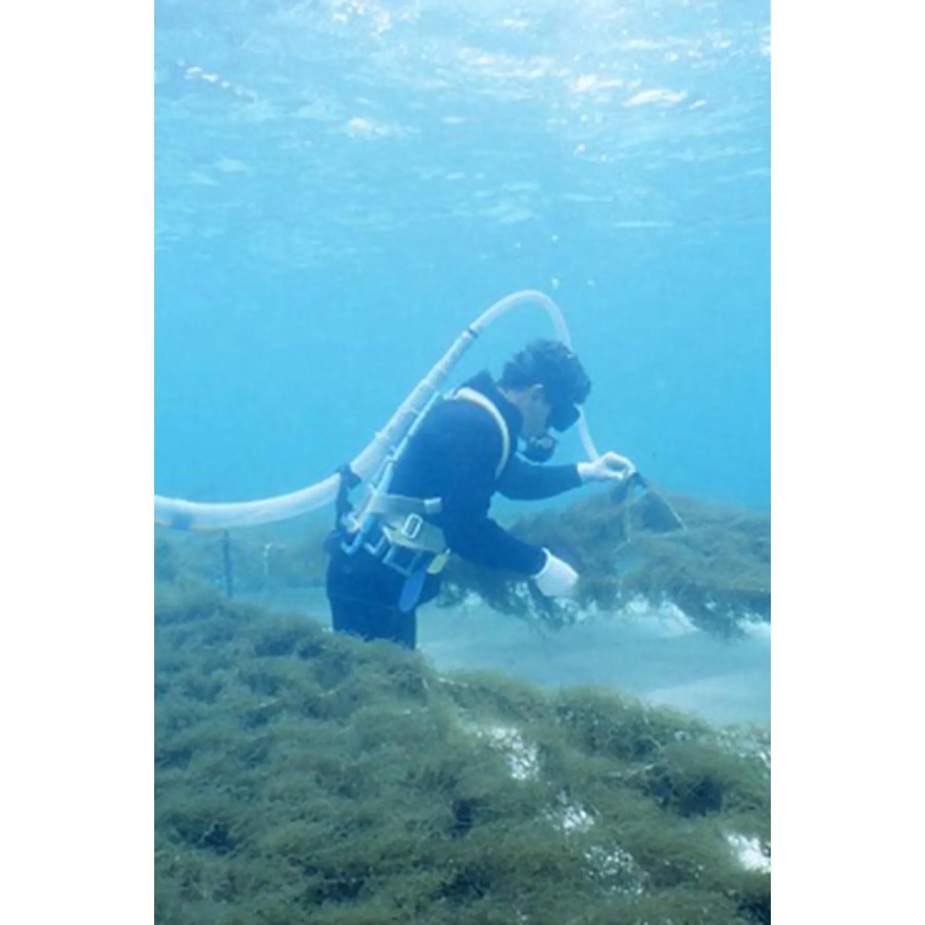 [Mozuku soap, sea honey (2) with one foaming net].