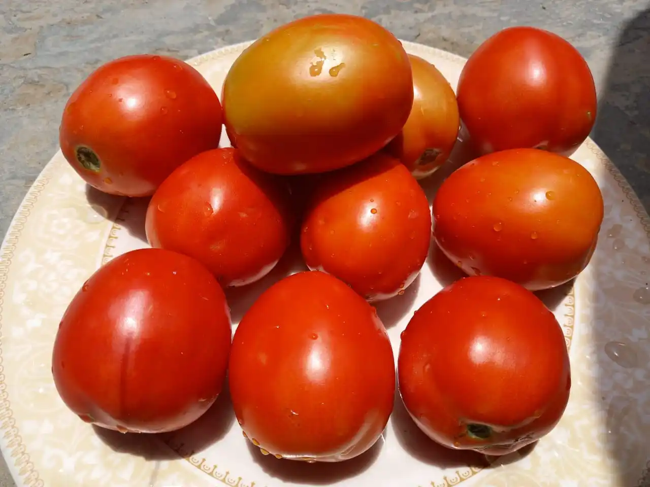 
CAMEROON PLANTATION HYBRID TOMATO SEEDS DISEASES RESISTANCE 