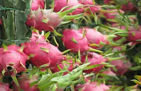 
Best Quality Tasty Fresh Dragon Fruit From Vietnam 0084 815570479 