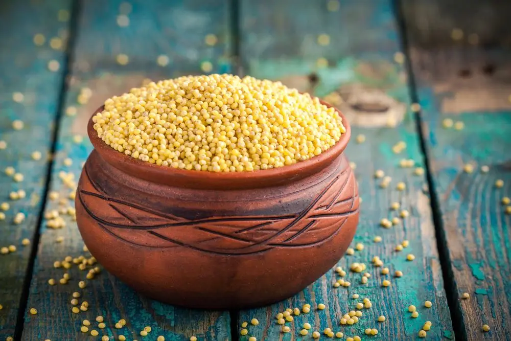 green millet (Bajra)