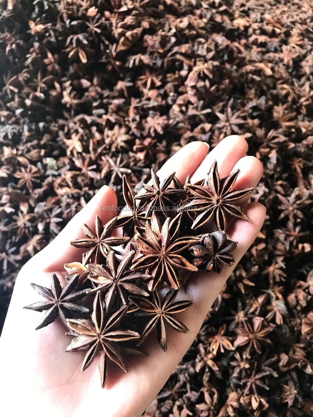 Spices - AUTUMN STAR ANISE FROM VIETNAM Good price