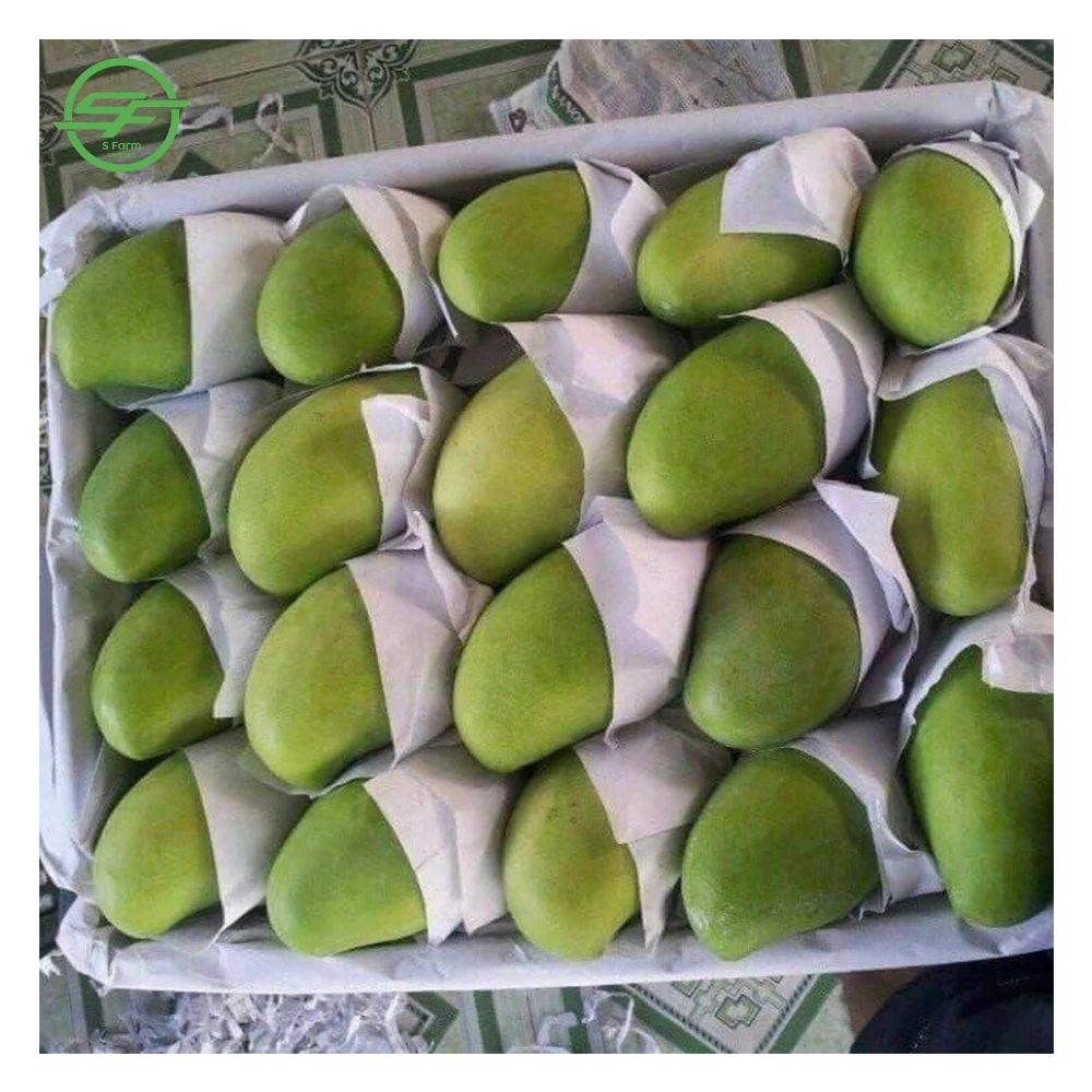 Mango a Grade Natural Sweet Green and Yellow Organic Cultivation with Phytosanitary Certificate Certification Fresh 80% Maturity